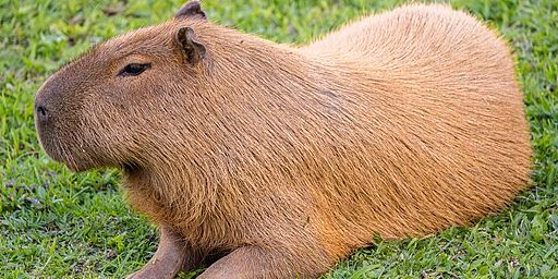 [US] Capybara Land | Custom NPCs