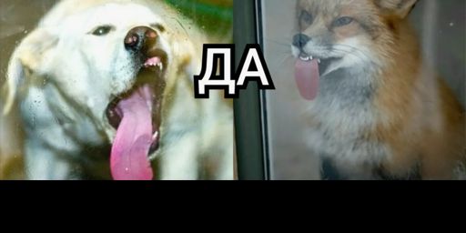 ПЁС да ЛИС | ДЛЯ НОВИЧКОВ | CLASSIC