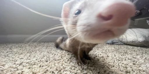 Buttered Cat's Private Cinematic Server