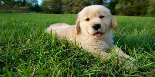 Rusty Puppies | EU | 2x Vanilla+ | Bi-Weekly | Relaxed PvP