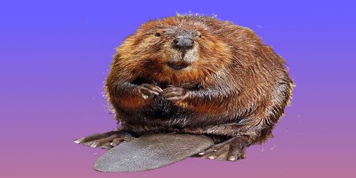 [x3~5/PVP] Beaver SERVER [5/1 Wipe]