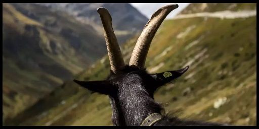 [DE/EU] Rustgoats / Vanilla / Monthly / Large